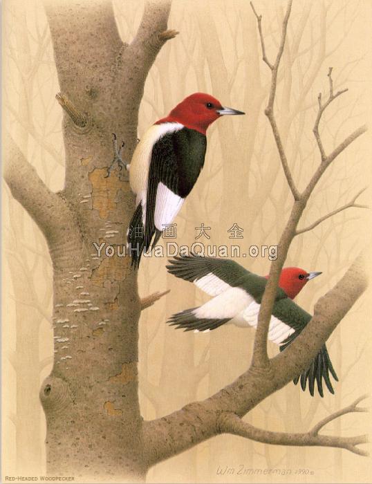 Red headed Woodpecker - 威廉·齐默曼